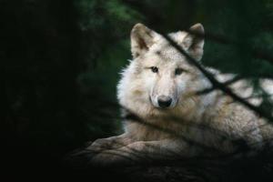 arctisch wolf achter takken foto