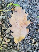 herfstbladeren op de grond foto