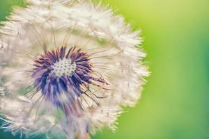 detailopname van paardebloem Aan natuurlijk licht banier, artistiek natuur detailopname. voorjaar zomer achtergrond. droom natuur macro, bloemen fabriek. abstract zacht blauw groen seizoensgebonden Wildflower. wens en droom concept foto