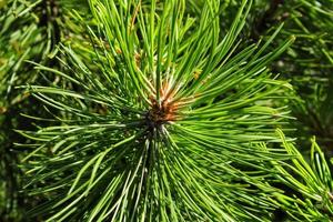 berg pijnboom boom pinus Mugo met knoppen, lang Afdeling en naald. mughus pumilio cultivar dwerg in rots park. samenstelling pinaceae landschapsarchitectuur in Japans tuin. natuur botanisch concept. detailopname foto