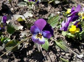 viooltjes. mooi bloemen foto