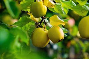 vers appels van de boomgaard. appel oogst klaar naar worden geplukt van de boomgaard in de republiek van Moldavië. foto