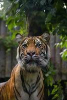 sumatran tijger met bladeren in de achtergrond foto