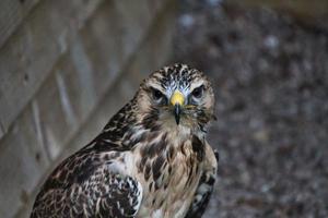 een visie van een buizerd foto