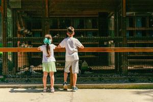 meisje en een jongen zijn op zoek Bij een kooi met duiven in een dierentuin. terug visie Aan kinderen en dieren foto