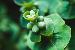 geit blad kamperfoelie fruit, lonicera caprifolium onrijp bessen detailopname foto