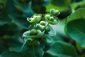 lonicera caprifolium bessen, geit blad kamperfoelie groen fruit detailopname foto