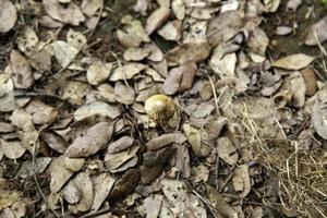 paddestoel in natuur foto