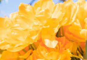 achtergrond van oranje Open tulpen met groen bladeren, groot formaat foto