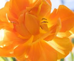 achtergrond van oranje Open tulpen met groen bladeren, groot formaat foto