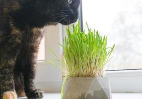 huiselijk kat eet vers gras in de buurt de venster detailopname. foto