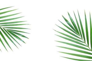 palm blad Aan wit houten met ruimte. foto