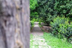 mooi park tafereel in openbaar park met groen gras veld- foto