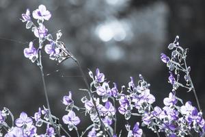 wazig, paars wild bloem bloesem Aan veld. mooi groeit en bloemen Aan weide bloeiend in de ochtend, selectief focus natuur Aan bokeh achtergrond, vintage stijl foto