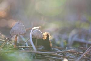 paddestoel, dromerig, wazig met zon stralen Aan naald- Woud verdieping in herfst. zacht licht foto