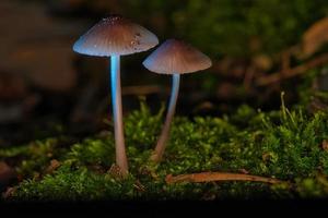 twee filigraan klein champignons Aan mos met licht plek in Woud. Woud verdieping foto