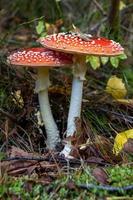 2 paddestoelen zijwaarts Aan een walvis verdieping foto