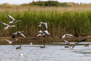 meerdere vliegend grauwe ganzen detailopname foto