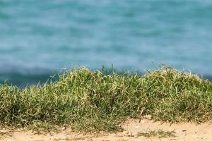 groen planten en bloemen Aan de kusten van de middellandse Zee zee in noordelijk Israël. foto