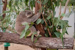 koala slapen Aan boom foto