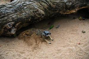 meerkat spelen in de zand foto