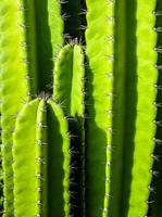 groene achtergrond door dikke stengels en stekelige stekels van cereus peruvianus cactus foto