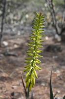 omhoog dichtbij met een groenachtig geel spikey bloem foto