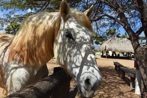 verbazingwekkend gezicht van een gevlekt droogte paard foto