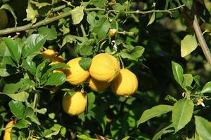 rijk oogst van citrus fruit Aan bomen in een stad park in Israël. foto