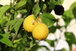 rijk oogst van citrus fruit Aan bomen in een stad park in Israël. foto