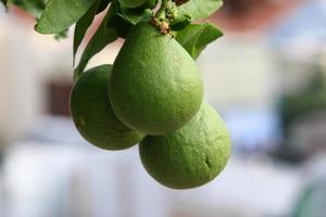 rijk oogst van citrus fruit Aan bomen in een stad park in Israël. foto