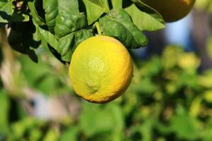 rijk oogst van citrus fruit Aan bomen in een stad park in Israël. foto