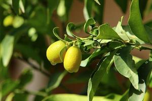 rijk oogst van citrus fruit Aan bomen in een stad park in Israël. foto