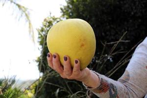 rijk oogst van citrus fruit Aan bomen in een stad park in Israël. foto