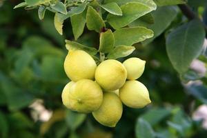 rijk oogst van citrus fruit Aan bomen in een stad park in Israël. foto