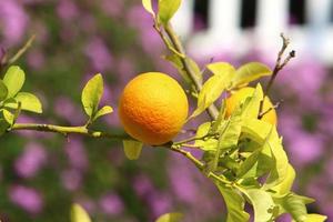 rijk oogst van citrus fruit Aan bomen in een stad park in Israël. foto