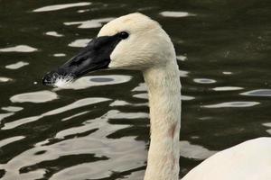 een weergave van een trompetzwaan foto