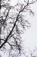 bladerloos takken van park winter bomen foto