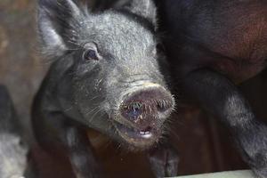 schattig zwart varken met zijn mond Open en zijn tanden tonen foto
