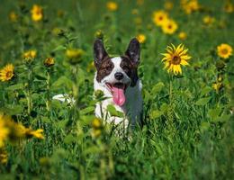 corgi hond spelen in een veld- van geel zonnebloemen foto