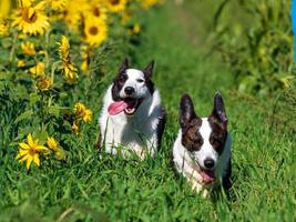 corgi hond spelen in een veld- van geel zonnebloemen foto