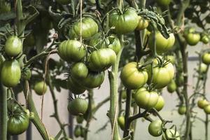 groen tomaten groeit Aan wijnstokken in kas foto