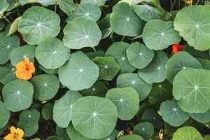 Oostindische kers, fabriek bladeren in de tuin monniken tuinkers tropaeolum majus eetbaar planten groeit foto
