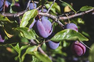 blauw pruimen groeit Aan boom brunch in de tuin foto