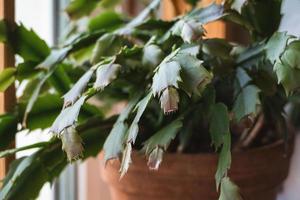 schlumbergera truncata, dankzegging of krab cactus fabriek groeit nieuw bladeren foto