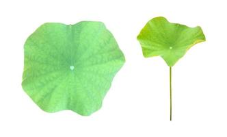 geïsoleerde waterlelie of lotus planten met uitknippaden. foto