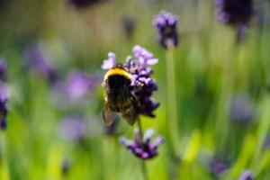 lavendel lavendel Augustifolia in de oud land- De volgende naar Hamburg foto