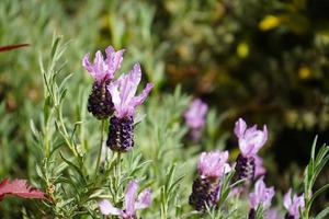 lavendel lavendel Augustifolia in de oud land- De volgende naar Hamburg foto