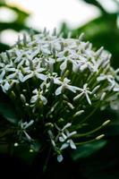 selectief focus, versmallen diepte van veld- wit bloem bloemknoppen tussen groen bladeren foto