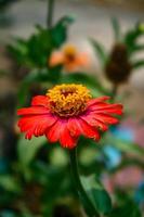 selectief focus, versmallen diepte van veld- oranje bloem bloemknoppen tussen groen bladeren foto